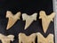 Otodus Fossil Shark Tooth - Megalodon Ancestor - Good Size & Quality Carousel 6