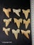 Otodus Fossil Shark Tooth - Megalodon Ancestor - Good Size & Quality Carousel 1