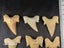 Otodus Fossil Shark Tooth - Megalodon Ancestor - Good Size & Quality Carousel 5