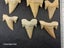 Otodus Fossil Shark Tooth - Megalodon Ancestor - Good Size & Quality Carousel 9