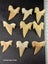 Otodus Fossil Shark Tooth - Megalodon Ancestor - Good Size & Quality Carousel 2