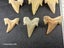 Otodus Fossil Shark Tooth - Megalodon Ancestor - Good Size & Quality Carousel 10