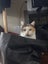 Calico Cat Carousel 3