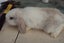 Pure Bred Mini Lop Babies Carousel 12