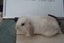 Pure Bred Mini Lop Babies Carousel 16