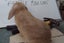 Pure Bred Mini Lop Babies Carousel 13