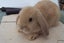 Pure Bred Mini Lop Babies Carousel 15