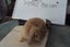 Pure Bred Mini Lop Babies Carousel 18