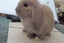 Pure Bred Mini Lop Babies Carousel 20