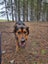 Buddy the Hunterway X (2.5 years old) Carousel 6