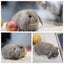 very cute Pure Bred mini Lops Carousel 12