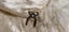 Antique Ostrich Feather Stoles Carousel 8
