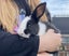 Baby Rabbits Carousel 1