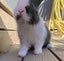 Baby Rabbits Carousel 3