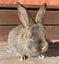 Baby Rabbits Carousel 5