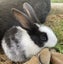 Baby Rabbits Carousel 6