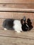 Baby Rabbits Carousel 7