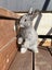 Baby Rabbits Carousel 9