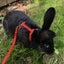 Baby Rabbits Carousel 11