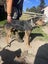 Huntaway pups Carousel 2