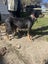 Huntaway pups Carousel 3