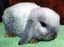 Baby Rabbits - Cute & Attractive Carousel 7
