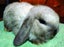 Baby Rabbits - Cute & Attractive Carousel 8
