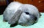 Baby Rabbits - Cute & Attractive Carousel 9