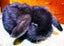 Baby Rabbits - Cute & Attractive Carousel 10