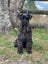 Miniature Schnauzer Carousel 4