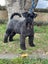 Miniature Schnauzer Carousel 5