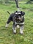 Miniature Schnauzer Carousel 6
