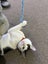 DOT - AVAILABLE FOR ADOPTION - PET WHISPERER RESCUE Carousel 1