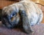 Rabbit - Attractive and Healthy Carousel 1