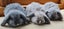 Mini Lop Bunnies Carousel 2