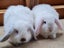 Mini Lop Bunnies Carousel 3
