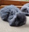Mini Lop Bunnies Carousel 4