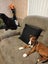 Teagan (Ellie's Canine Rescue & Rehome) Carousel 5