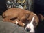 Teagan (Ellie's Canine Rescue & Rehome) Carousel 4