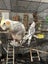 Loading Image 1 of 1