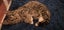 Arty - WCC Rescue Kitten Carousel 1
