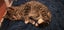 Arty - WCC Rescue Kitten Carousel 2