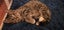 Arty - WCC Rescue Kitten Carousel 3