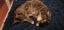 Arty - WCC Rescue Kitten Carousel 4