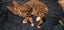 Arty - WCC Rescue Kitten Carousel 5