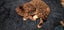 Arty - WCC Rescue Kitten Carousel 6