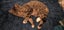 Arty - WCC Rescue Kitten Carousel 7
