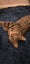 Arty - WCC Rescue Kitten Carousel 8