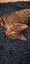 Arty - WCC Rescue Kitten Carousel 9