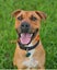 Looking for the best home for this lovely dog Carousel 1